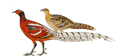 Mrs Hume's.gif (7667 bytes)