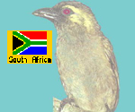 barbet.jpg (22812 bytes)