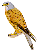 kestrel.gif (9274 bytes)