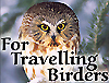 owl.jpg (23371 bytes)