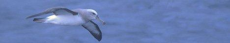 pelagic birding.jpg (4216 bytes)