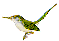 tailorbird.gif (3357 bytes)