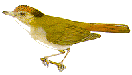 Babblersc.gif (4084 bytes)