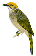 Bulbulsh.gif (4084 bytes)