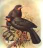 Huia002.jpg (2298 bytes)