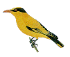 bird3.gif (2955 bytes)