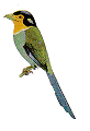 bird4.gif (2805 bytes)