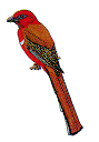 bird5.gif (3866 bytes)