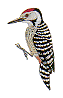 bird7.gif (2910 bytes)