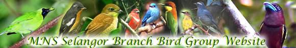 birdgroup2.jpg (14768 bytes)