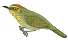 birdlink.gif (1925 bytes)