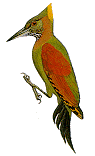 checkerthroated.gif (4548 bytes)
