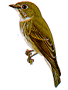 darksided.gif (5402 bytes)