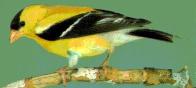 goldfinch.jpg (4083 bytes)