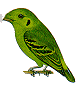 greenboradbill.gif (3903 bytes)