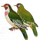 jambu.gif (9543 bytes)