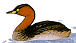 little grebe.gif (1856 bytes)