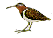 paintedsnip.gif (2974 bytes)