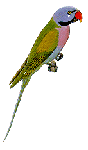parakeetrb.gif (3830 bytes)