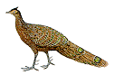 peacockMB.gif (4346 bytes)