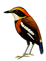 pittabanded.gif (4220 bytes)
