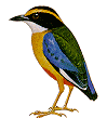 pittablue.gif (3446 bytes)