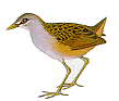white-browed.gif (3286 bytes)