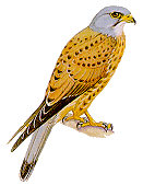 kestrel.gif (9274 bytes)