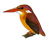 rufous backed.gif (3530 bytes)